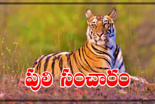 Tiger wandering in Bhimpur, Adilabad District