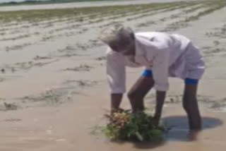 crop submerged at  anantapur district