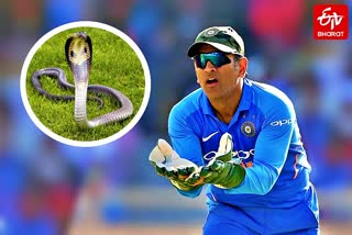 Former australia cricketer dean Jones calls ms dhoni a cobra