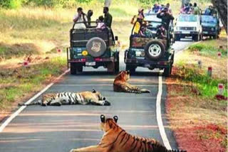 tadoba andhari tiger safari started from १ october at chandrapur