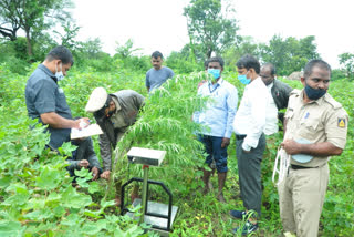 ganja seized