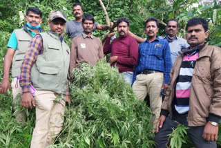 ganja crop in biligiri hilss