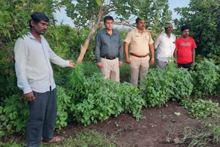 illegal marijuana crop in vijaypur