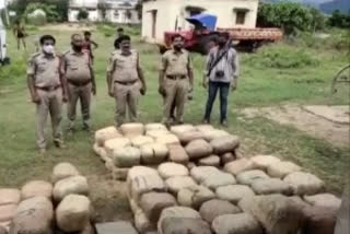 Andhra Pradesh police seizes 675 kg of cannabis