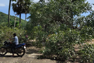 big tree collapsed on the road