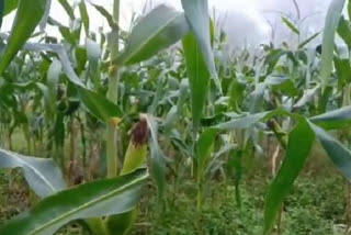 Maize crop ready in Paonta Sahib