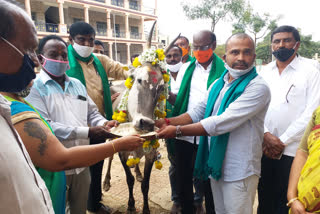 Special Puja For Cattles