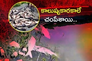 massive-fish-kill-pharma-toxic-burst-in-ameenpur-mandal-at-sangareddy-district