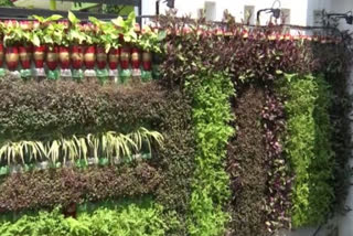 environmentalist-in-jammu-creates-vertical-gardens-using-plastic-bottles