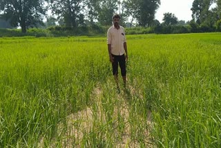 Crop of 7 village farmers wasted in Balrampur