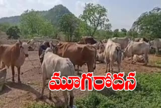 Arbitrary cattle smuggling in kumurambheem asifabad distirct