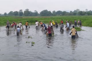 Community fishing morigaon assam etv bharat news