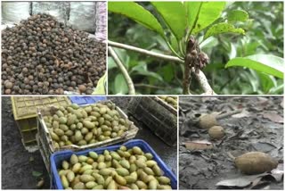 fungal disease on sapodilla