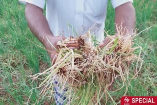 chives-affected-by-twisting-disease-farmers-in-distress-seeking-alternative-farming