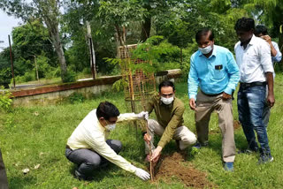 Plantation at Rani Durgavati University