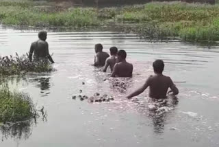 crocodiles in Teliwala village Roorkee