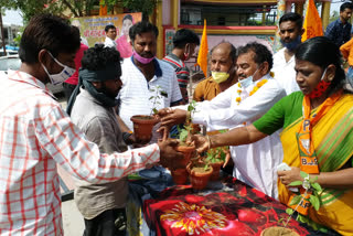 अजमेर न्यूज, तुलसी के पौधों का वितरण, Distribution of basil plants