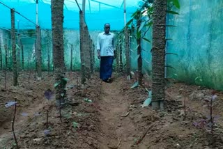 vanilla farmer in wayanad news  wayanad news  farmer news  കര്‍ഷകര്‍ വാര്‍ത്തകള്‍  വയനാട് വാര്‍ത്തകള്‍  വനില കൃഷി വാര്‍ത്തകള്‍