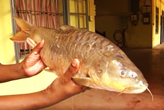 Golden Mahseer