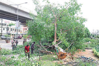 trees-cuttings-at-vijayawada-benz-circle