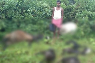 Eight cattle died due to thunderclap