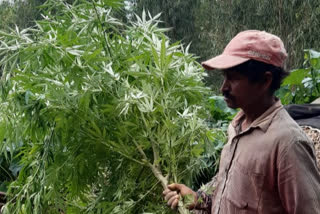 Illegal marijuana crop, accused arrested doddaballapura