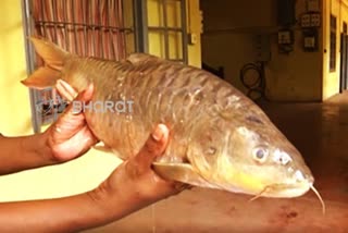 Rare golden fish found in Visakhapatnam of AP