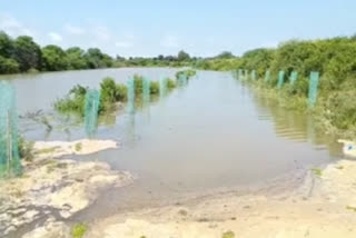 ut canal cut at thimmarashipalli in nagar karnool district