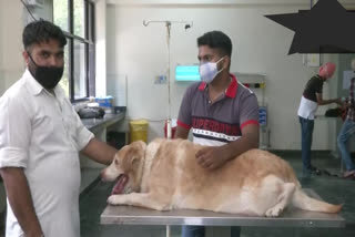 ludhiana-veterinary-university-comes-up-with-blood-bank-for-dogs