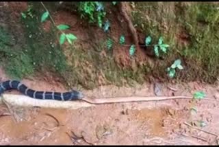 King cobra  swallowed Forestan cat snake in Dakshina kannada