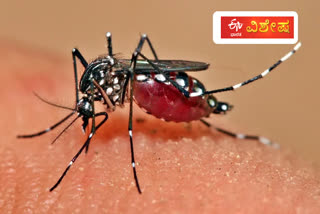 Unaffected dengue, malaria