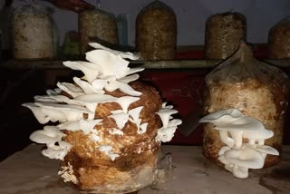 a-family-is-cultivating-mushrooms-amid-corona-epidemic-in-bhilai-of-durg