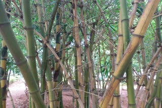 World Bamboo Day 2020