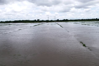 crop loss due to heavy rains in uravakonda ananthapuram district