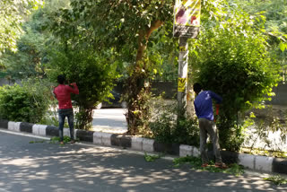 plant cutting in janakpuri delhi