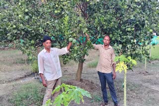 mosambi-is-being-cultivated-in-sanjay-gandhi-nikunj-garden-in-bemetra