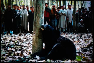 4 injured in bear attack in Budgam