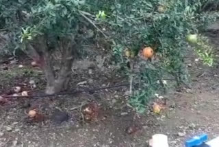 manganese disease attack on pomegranate crop