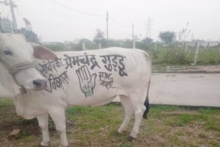 Poster of Congress candidate Premchand Guddu on cow in Indore