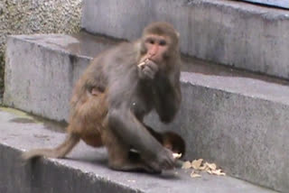 Monkey problem in Dalhousie