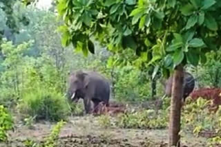 elephants is wandering in Bhaludiggi at gariyaband