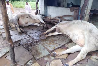 Two oxen are killed by a thunderbolt in Yadagiri