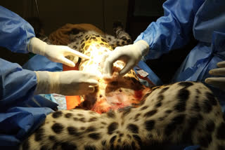 Two cheetah cubs died after surgery in Pilikula nisarga dhama