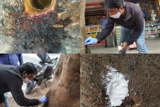 Acid to Gul Mohr Tree in bangalore street