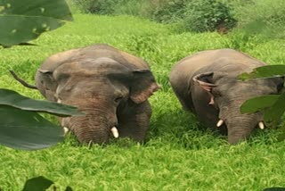 Two elephants panic in village of hazaribag, news of Hazaribag Forest Department, Elephant panic in Hazaribag, हजारीबाग में दो हाथियों ने मचाया उत्पात, हजारीबाग वन विभाग की खबरें, हजारीबाग में हाथी से दहशत