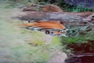 st 20 and st 21 tiger missing,  two tigers missing from sariska alwar