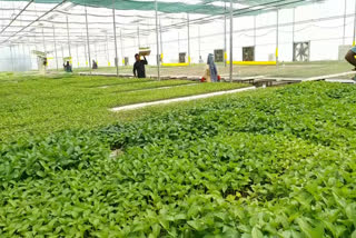 Govt established Excellence Center in palwal to promote horticulture farming