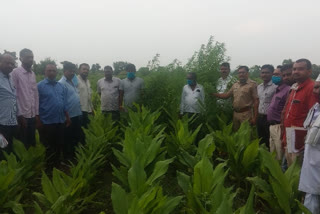 local crime branch seizes 17 kg cannabis saplings worth rs 87000 from hingoli Sengaon tahsil
