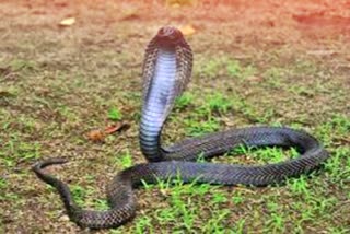 Video of cooking and eating snake goes viral