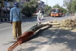 Tree fell on main road in Vikaspuri delhi